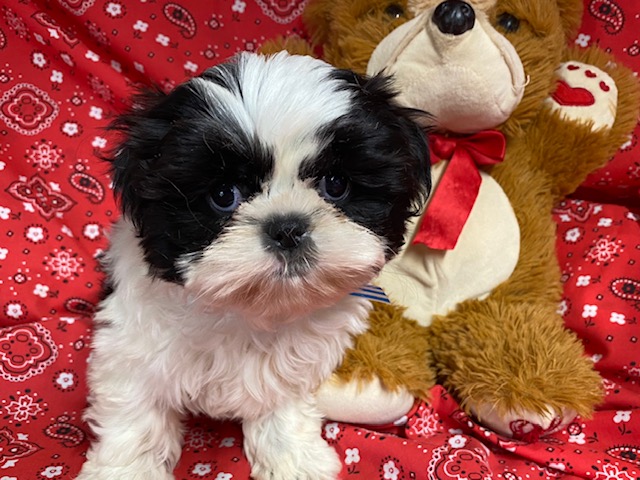 Female Shih Tzu puppy for sale