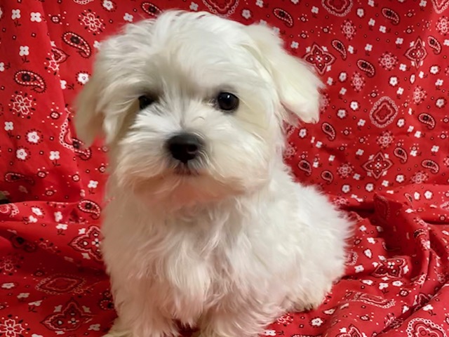 Male Maltese puppy for sale.