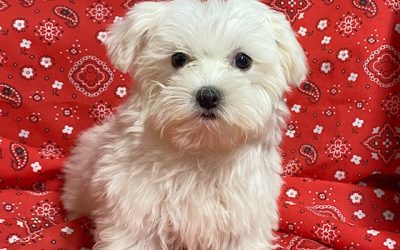 Luna – Female Maltese