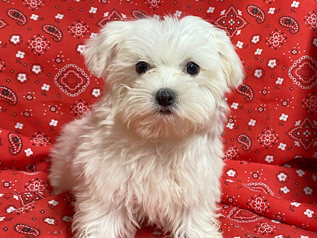 Female Maltese puppy for sale