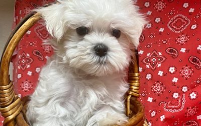 5 Key Things to Know About Caring for a Maltese Puppy