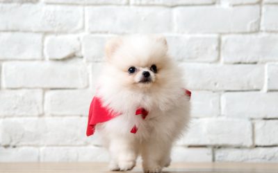 A Maltese Puppy Could Be Your Perfect Companion