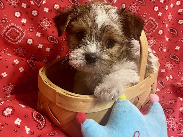 male parti yorkie puppy for sale