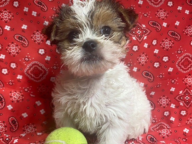 Male Parti Yorkie puppy for sale