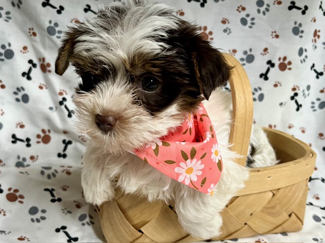 Prettiest Puppies | Small Breed Puppies for Sale Austin TX