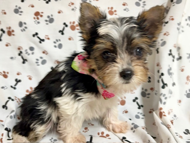 Female Parti Yorkie puppy for sale