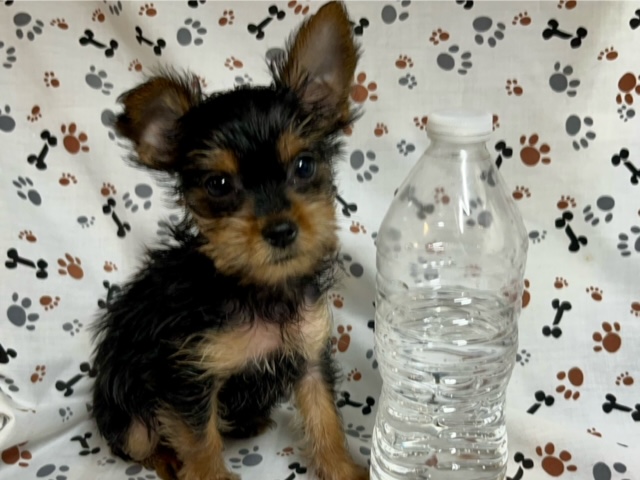 Small Breed Yorkie Puppies For In