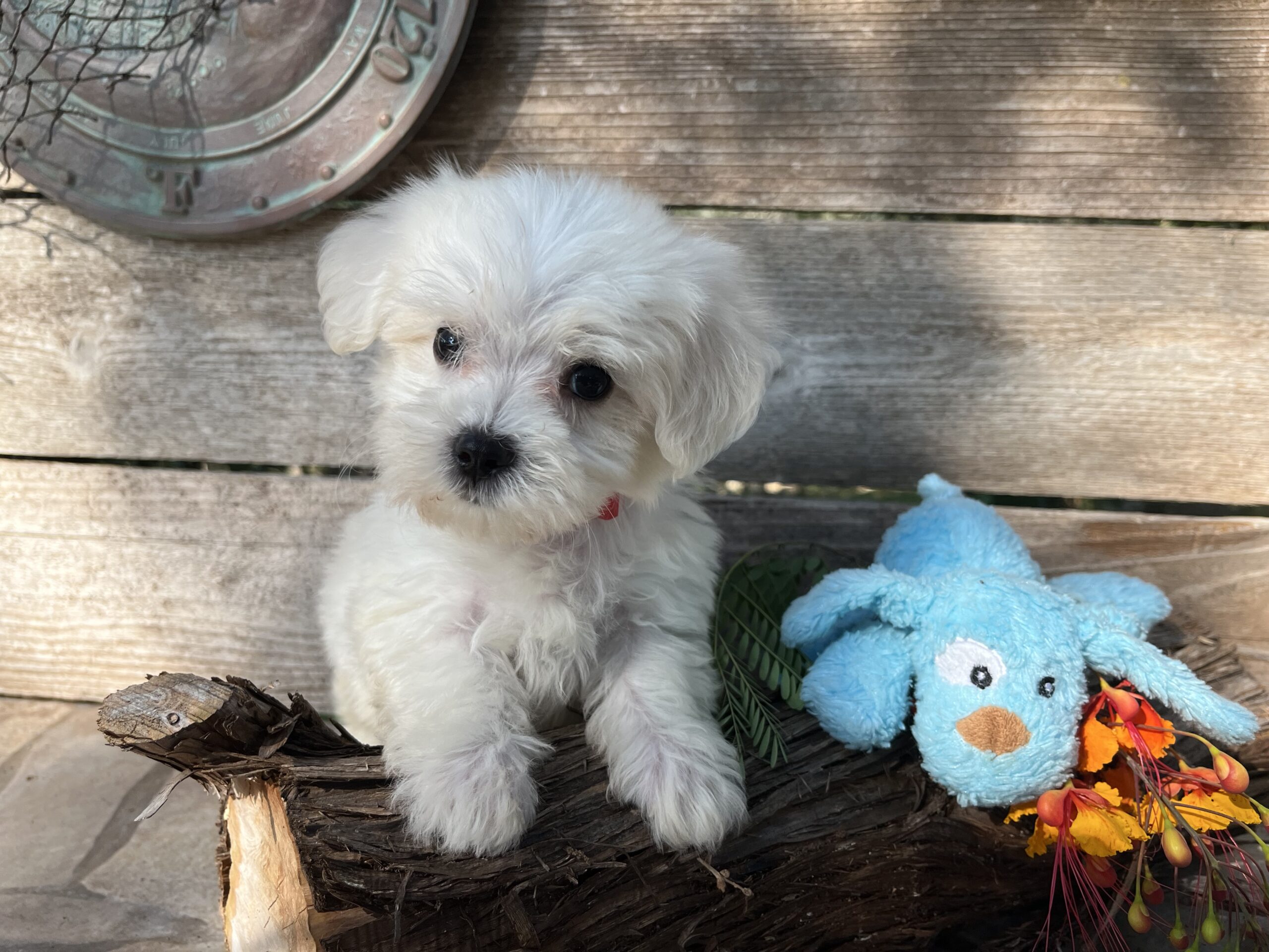 Cute Puppies for Sale | Small Breed Specialist | Austin TX