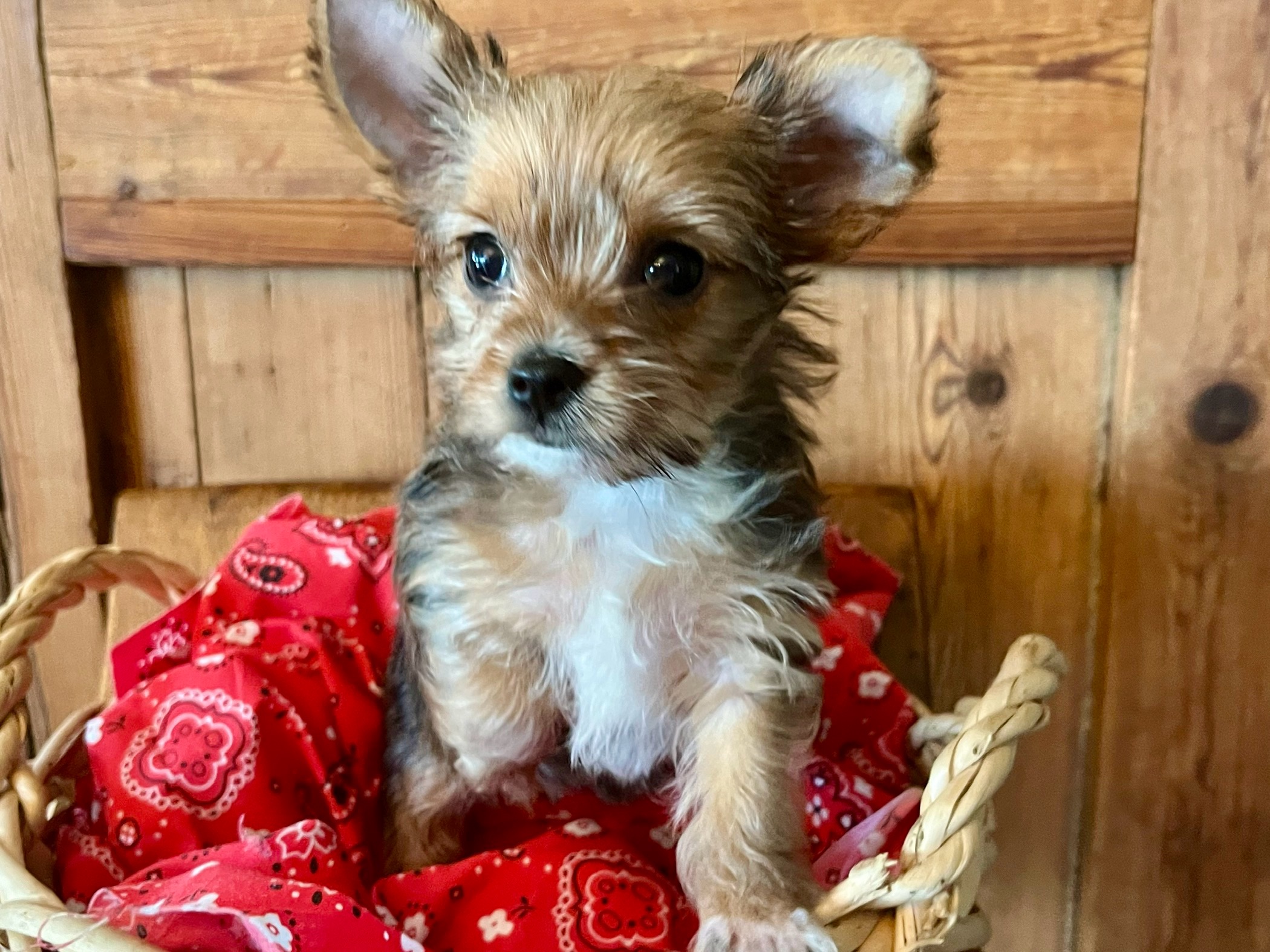 Peanut – Yorkie