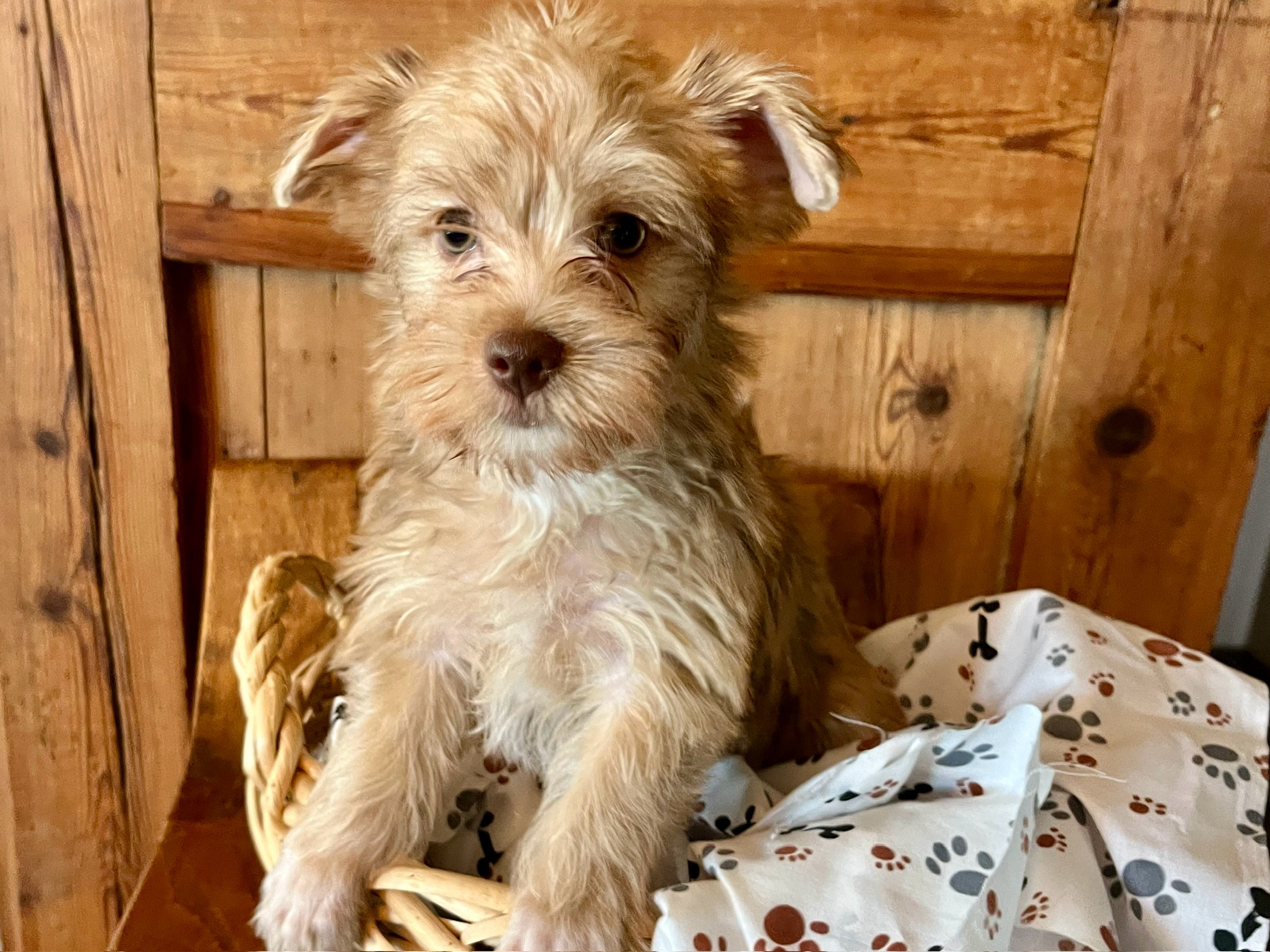 Charlie – Parti Yorkie