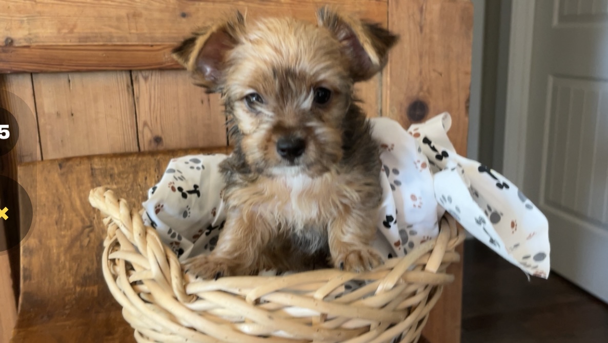 Frodo – Yorkie