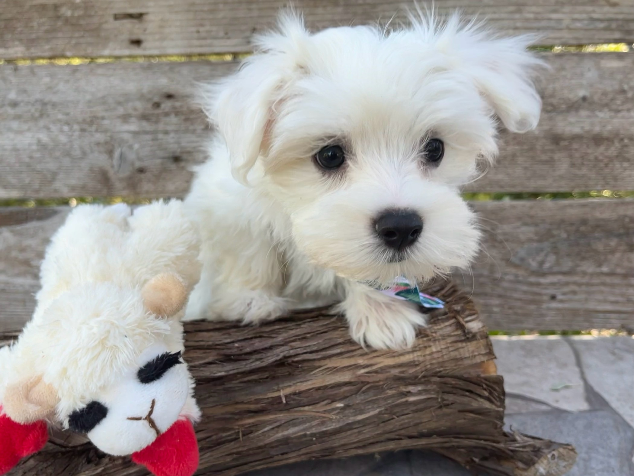 Lambchop – Male Maltese