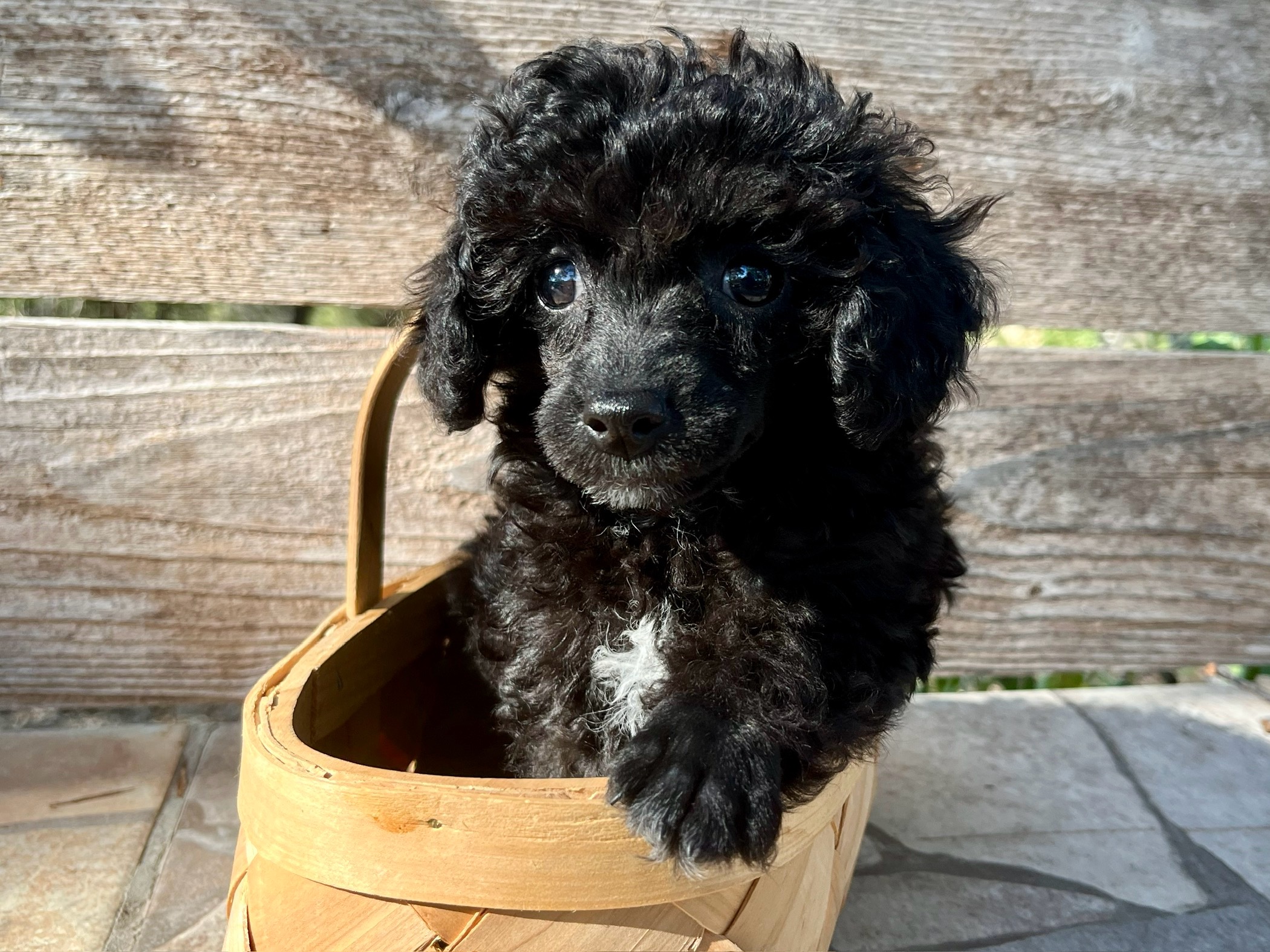 Luna – Poodle