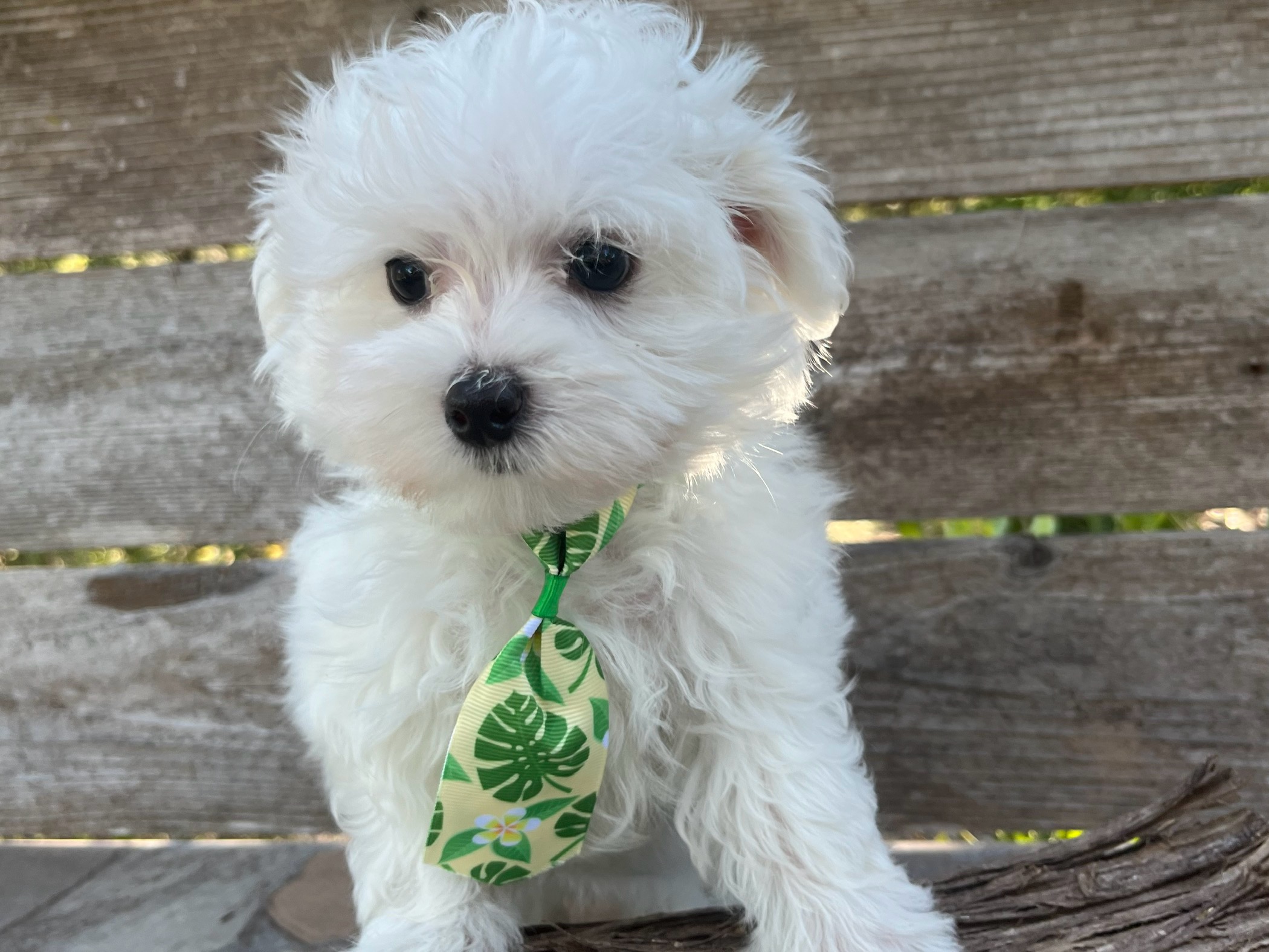 Casper – Maltese