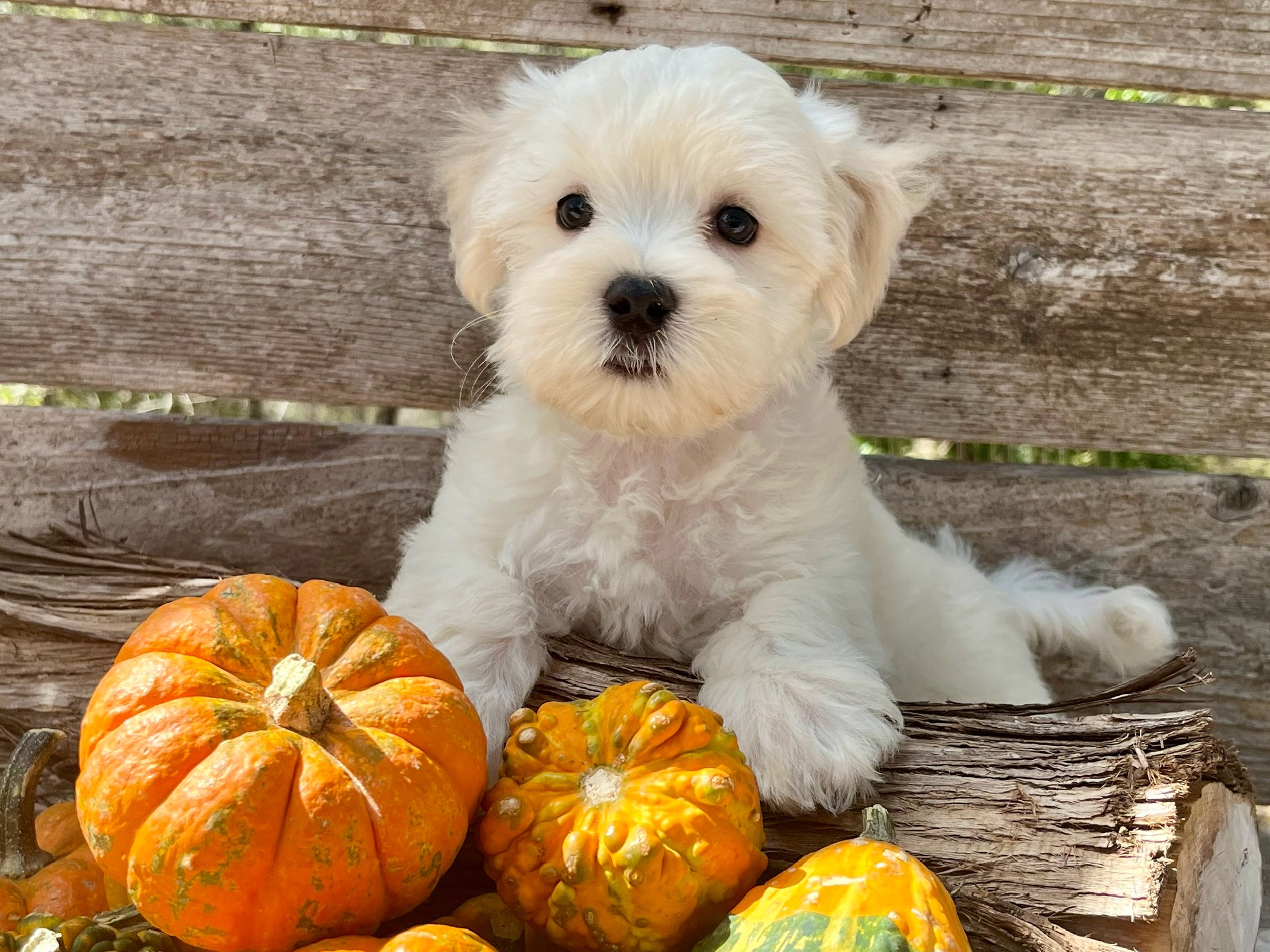 Barley – Maltese