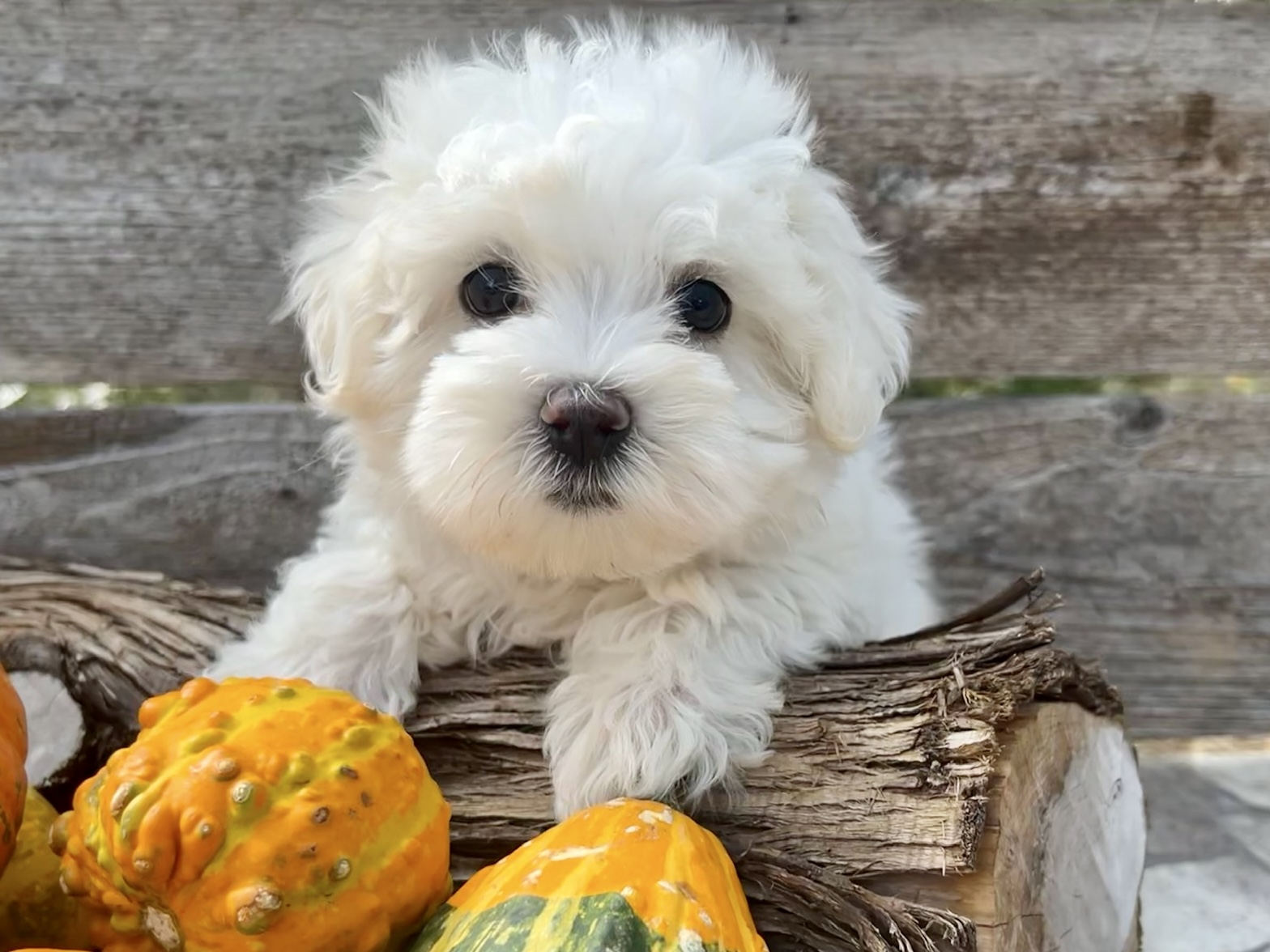 Aspen – Maltese