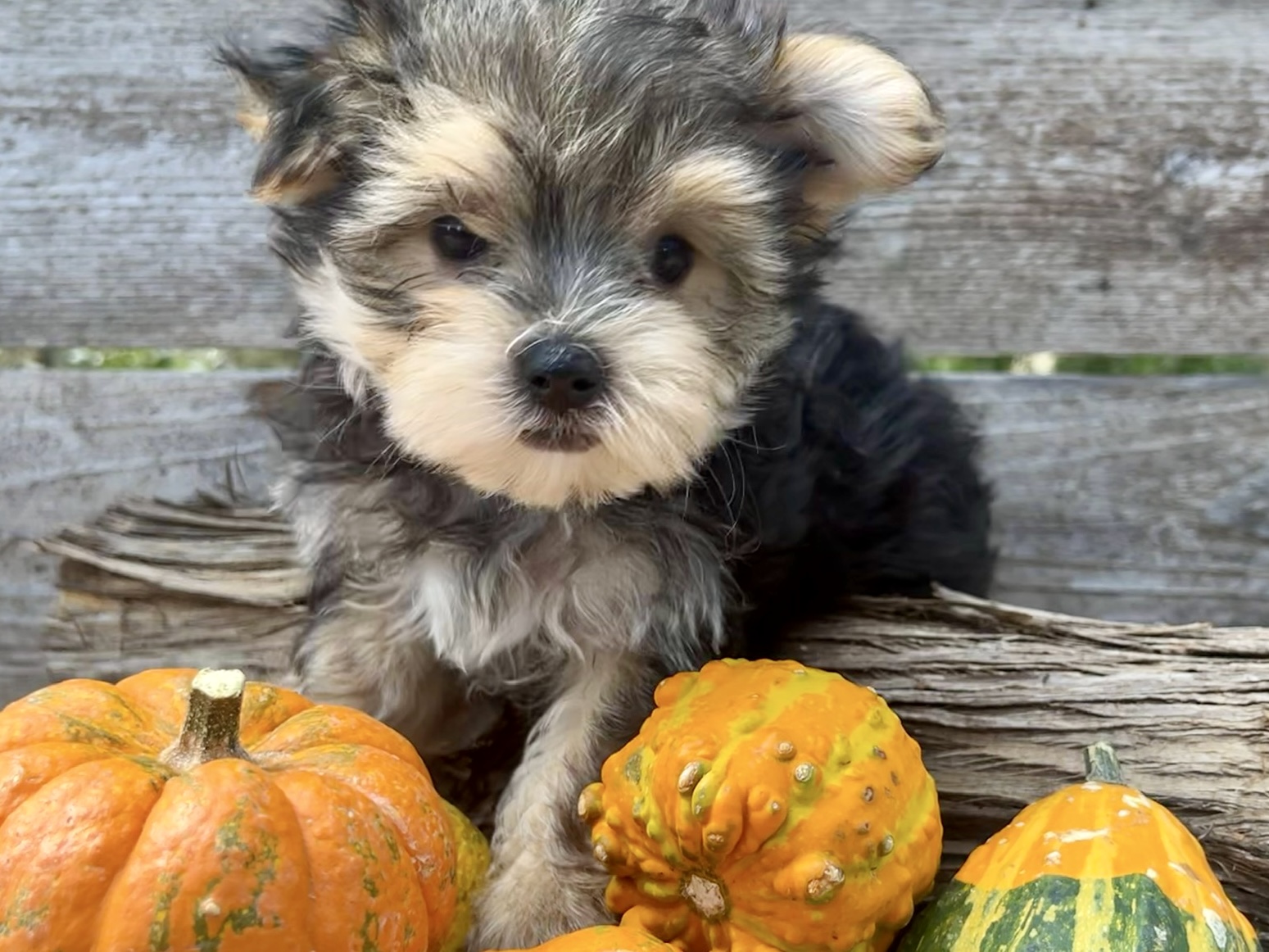 Poppy – Morkie