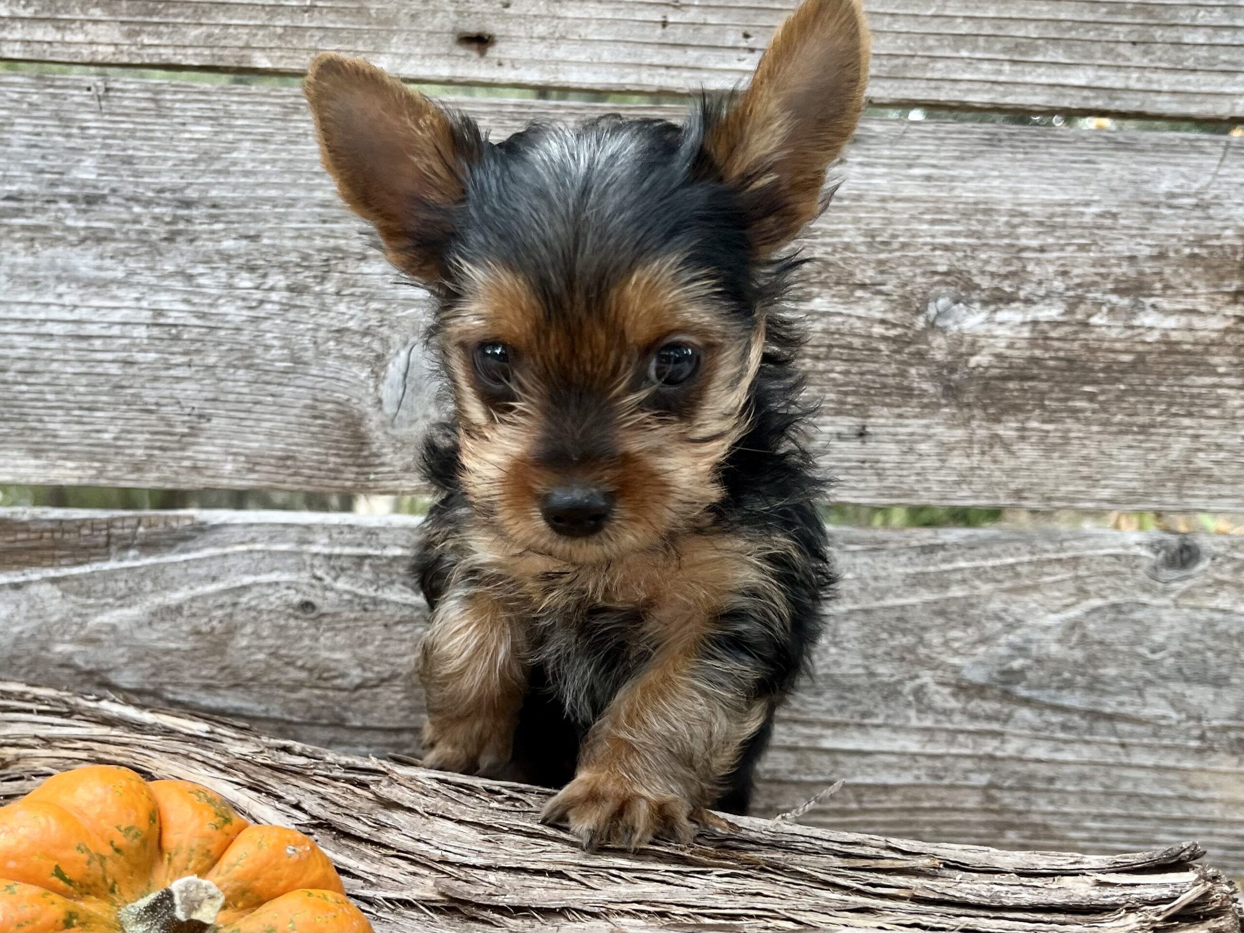 Hershey – Yorkie