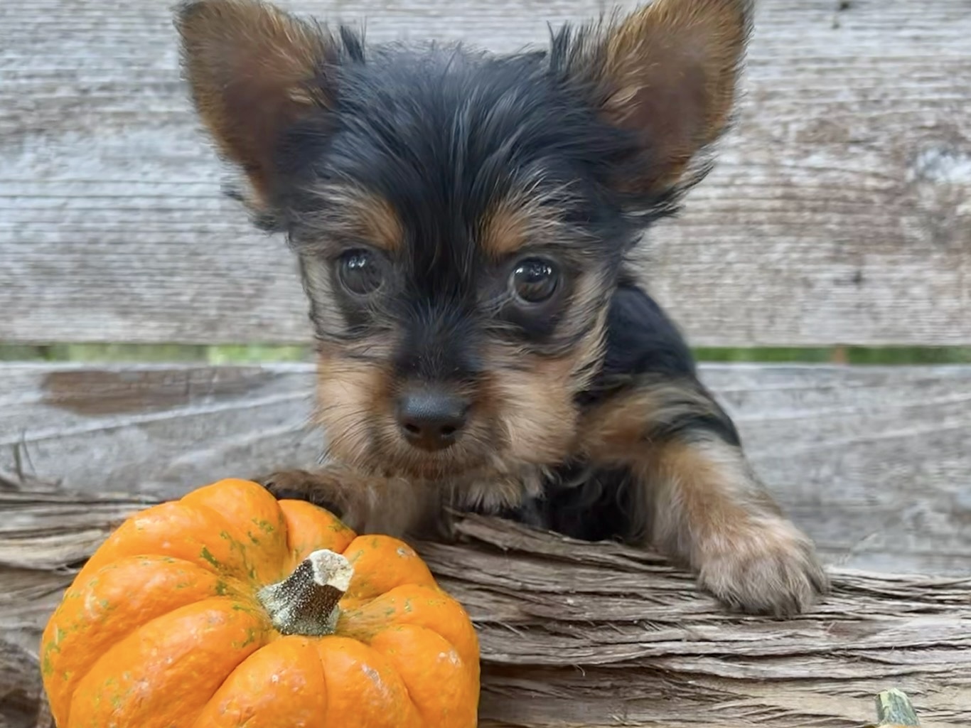 Chestnut – Yorkie