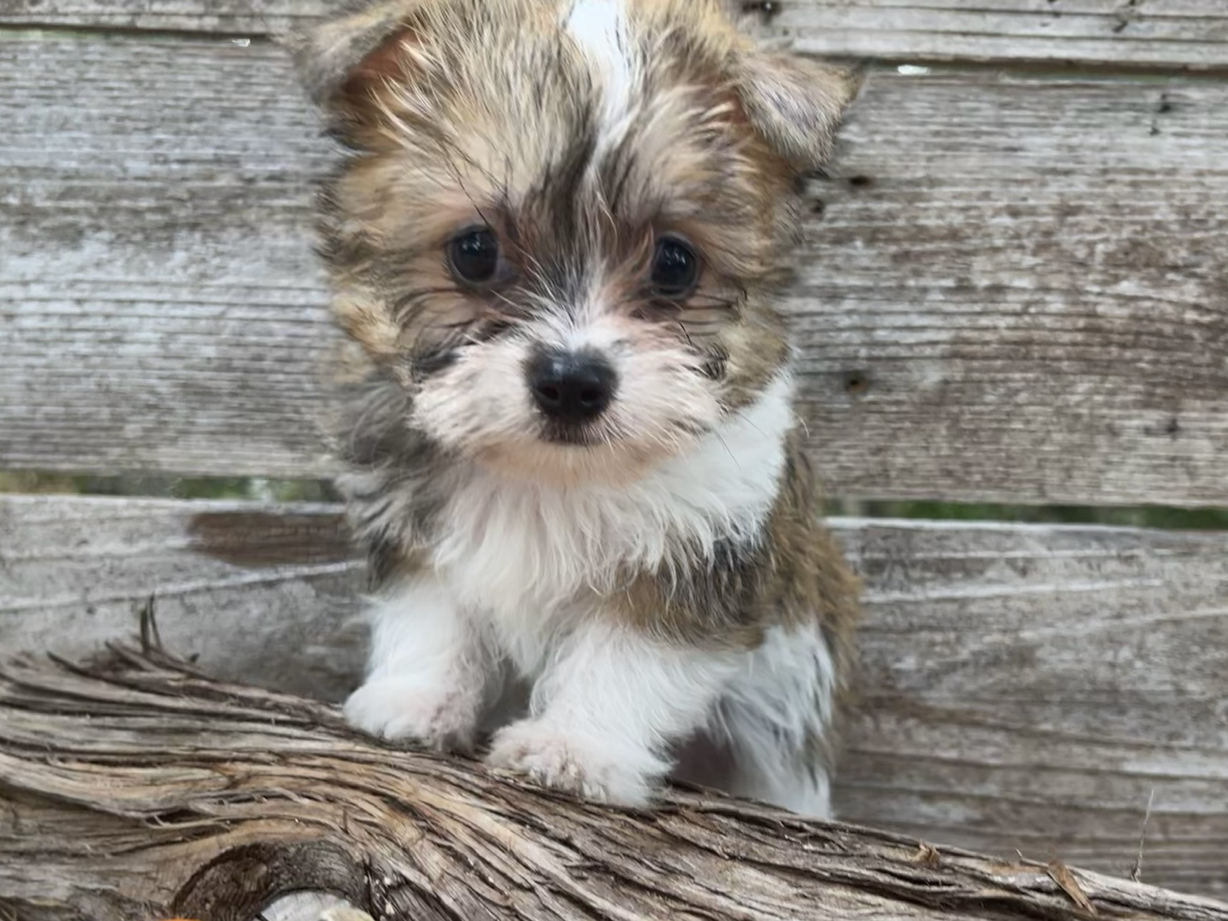 Morkie puppies for sale near Cedar Park TX for families comparing regular and teacup Morkie puppies in the Austin area