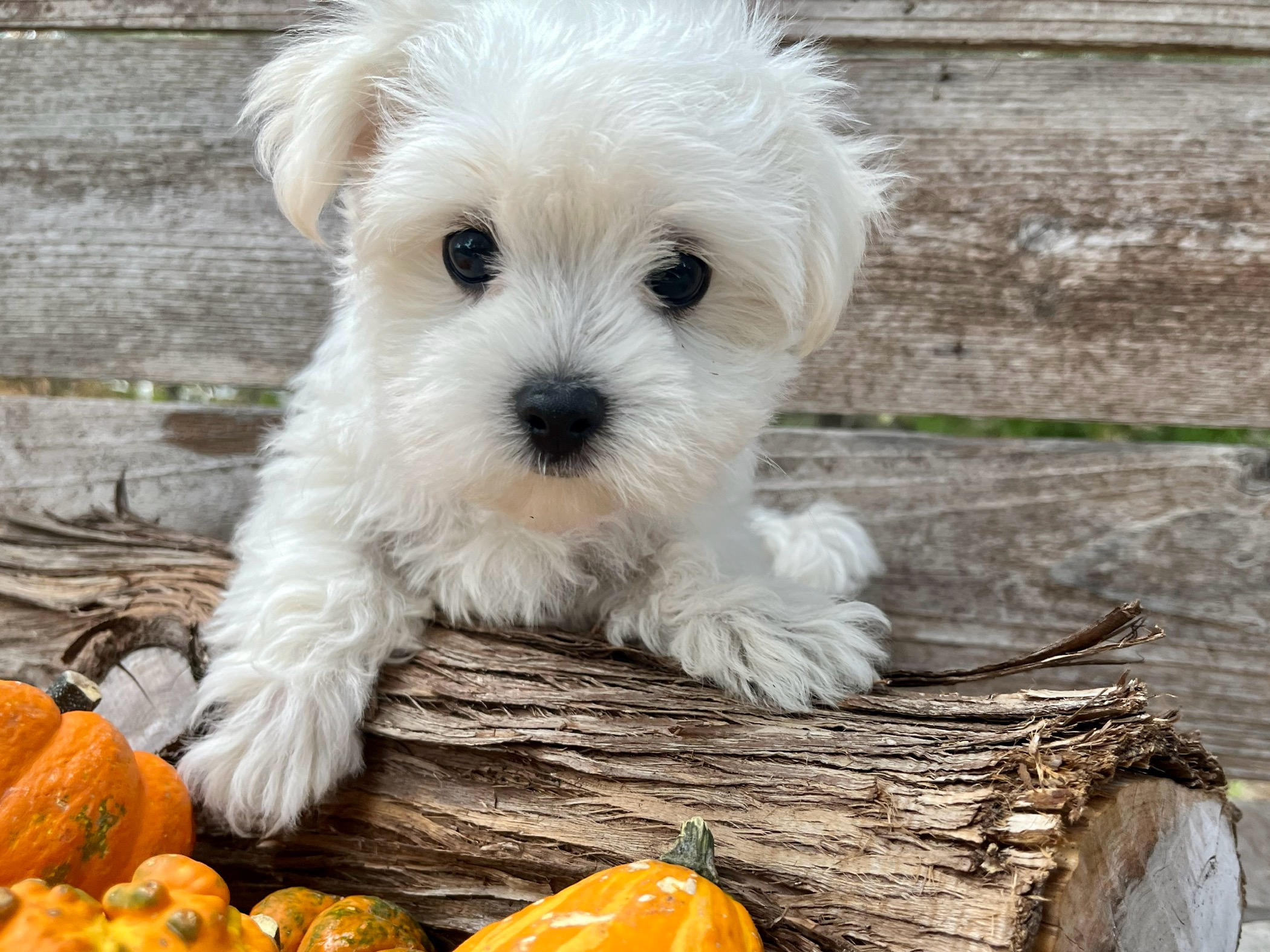 Bailey – Maltese