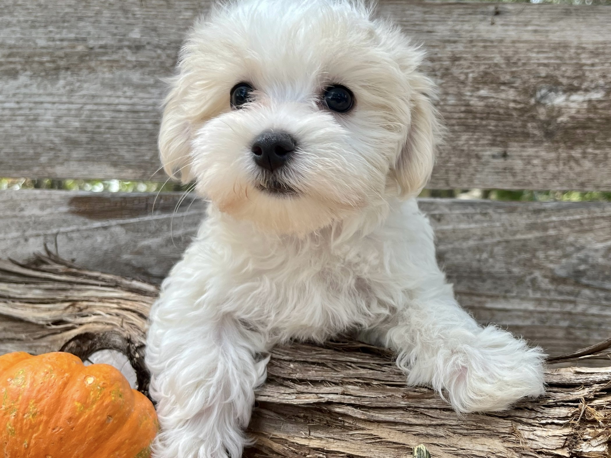 Cookie – Maltese