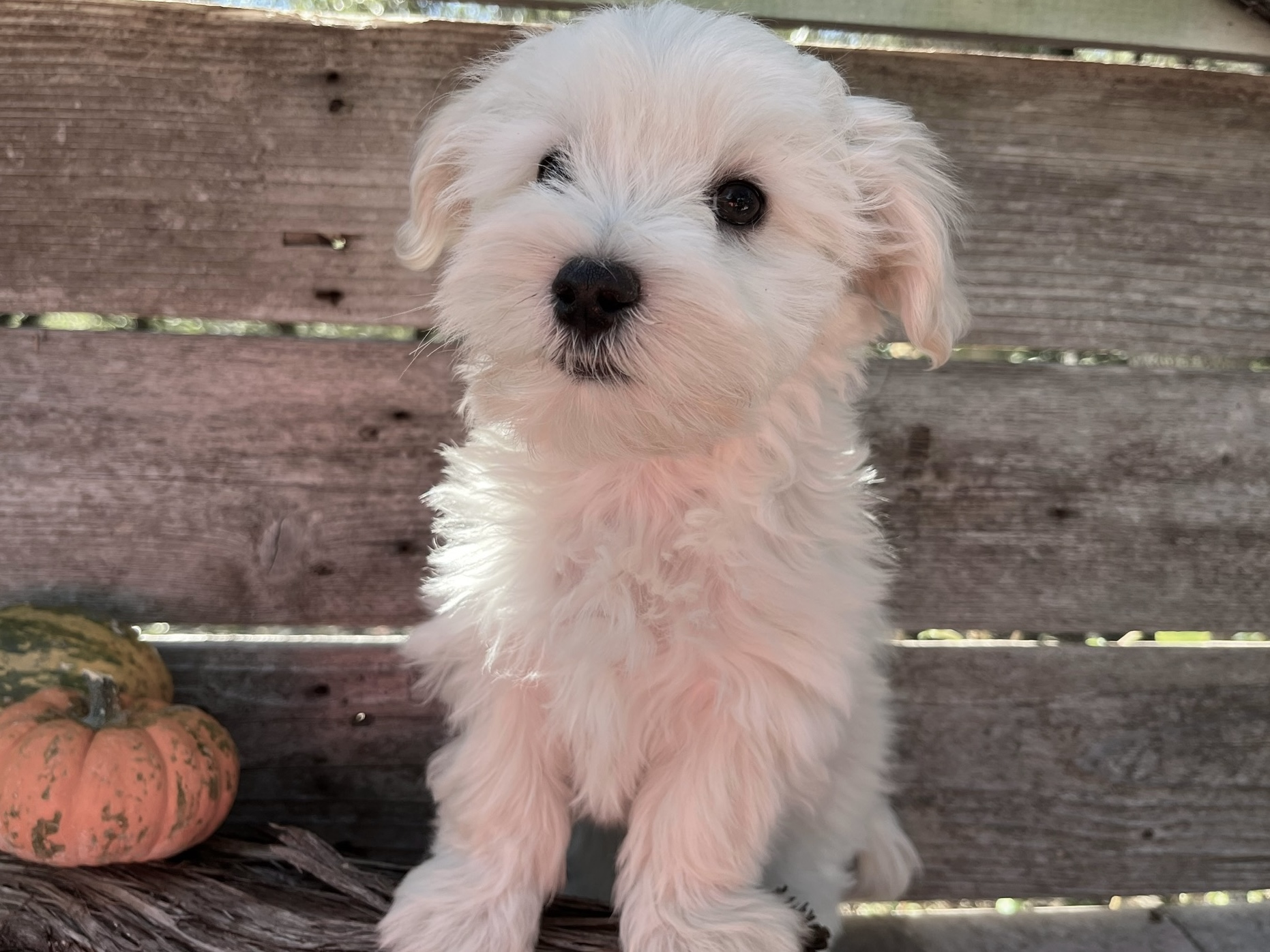 Barley – Maltese