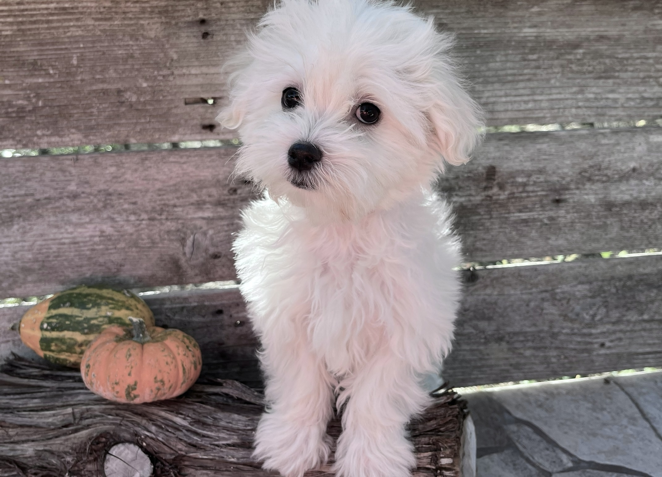 Chewy – Maltese