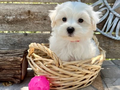 A cute white puppy in a basket