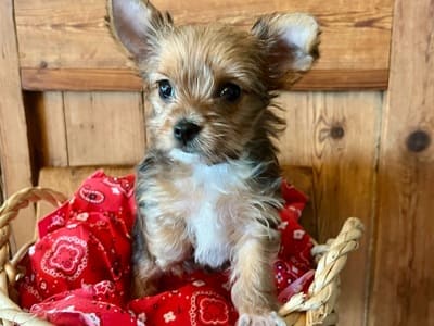 A cute yorkie puppy in a basket