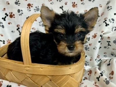 A cute yorkie puppy in a basket