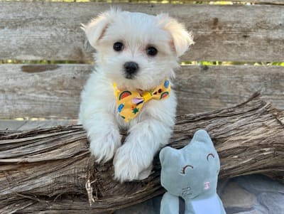 A pretty puppy that is white posing next to a toy