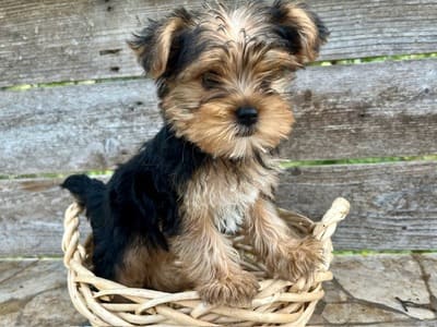 A pretty Maltese puppy in a basket