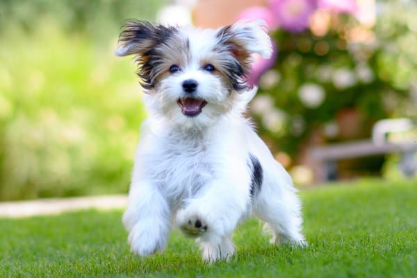 A photo of a Maltese dog running on some grass