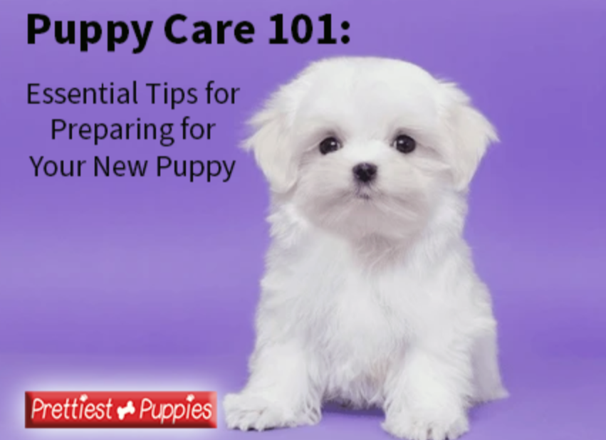 preparing for a new puppy- bringing a new puppy home, what you need to know.