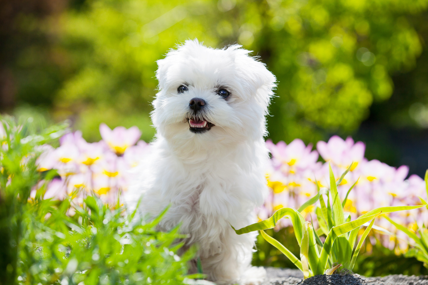 Steps to Potty Train Your Small Breed Puppy