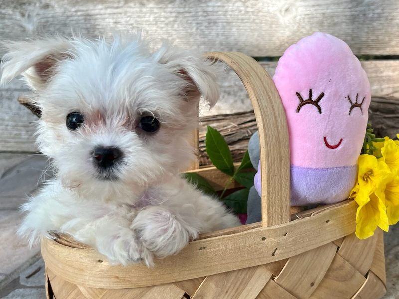 A cute puppy in a basket 