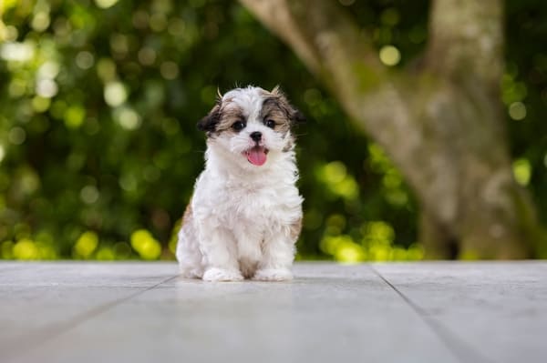 A photo of a Shih Tzu dog sitting on a porch