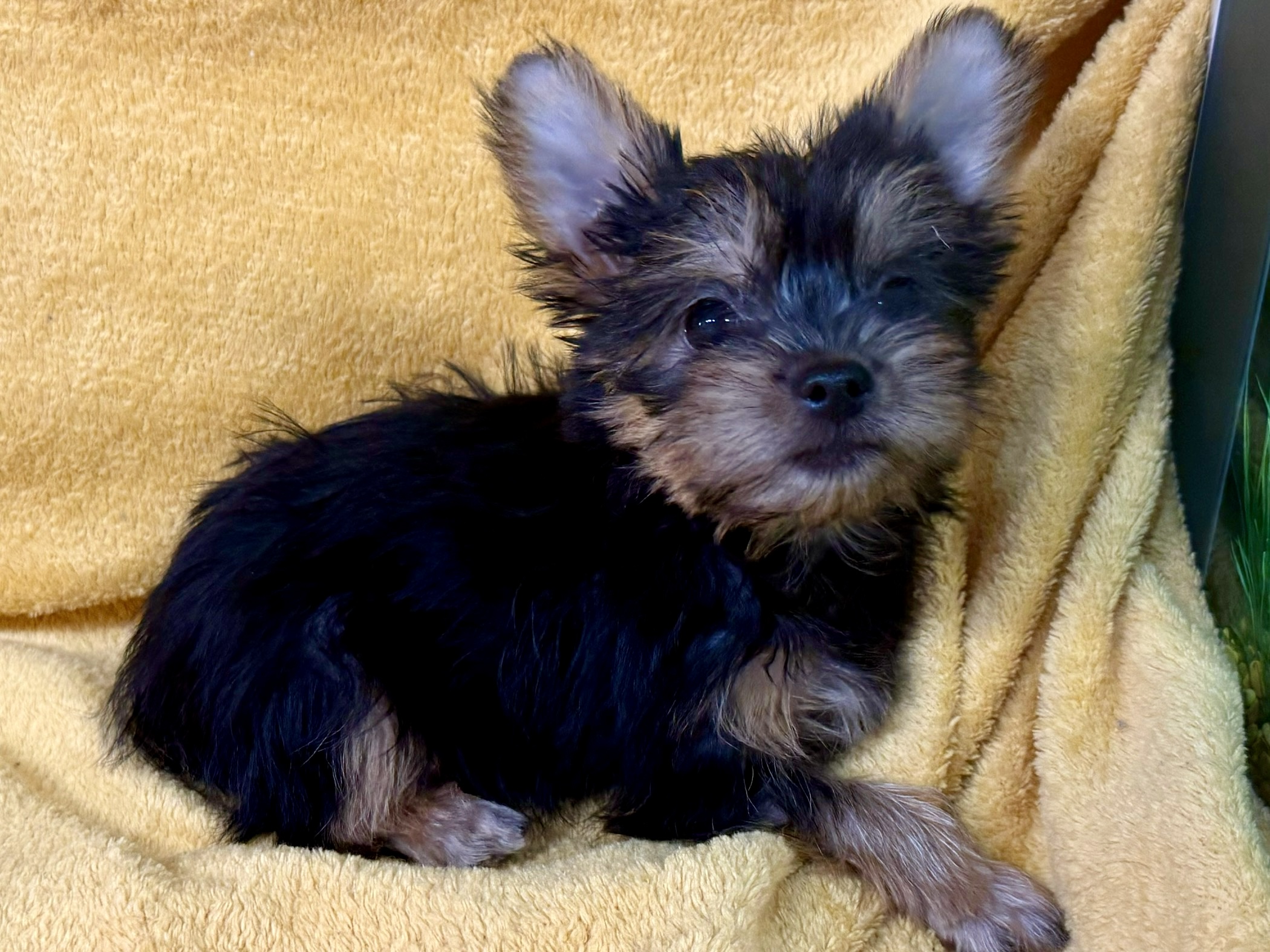 Mini – Yorkie