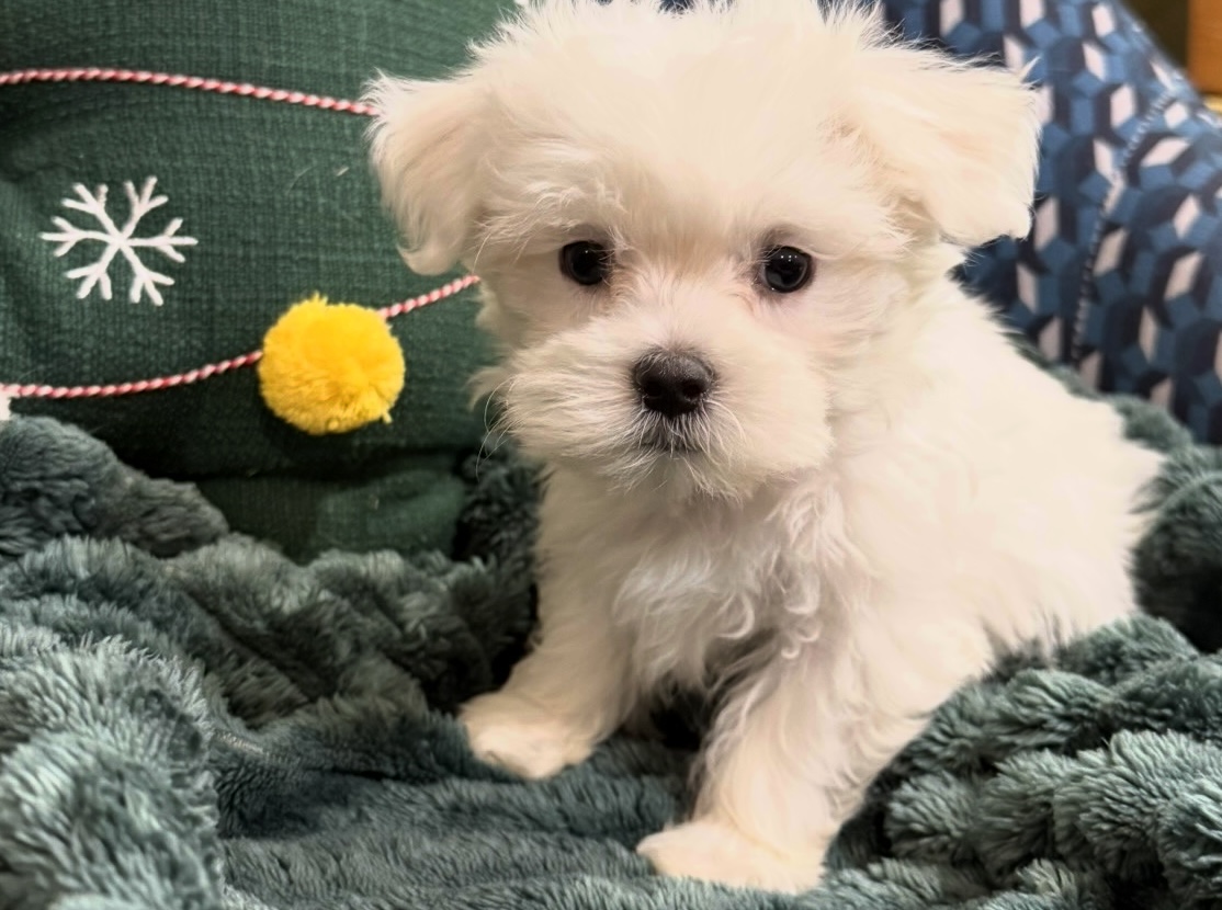 Buddy – Maltese