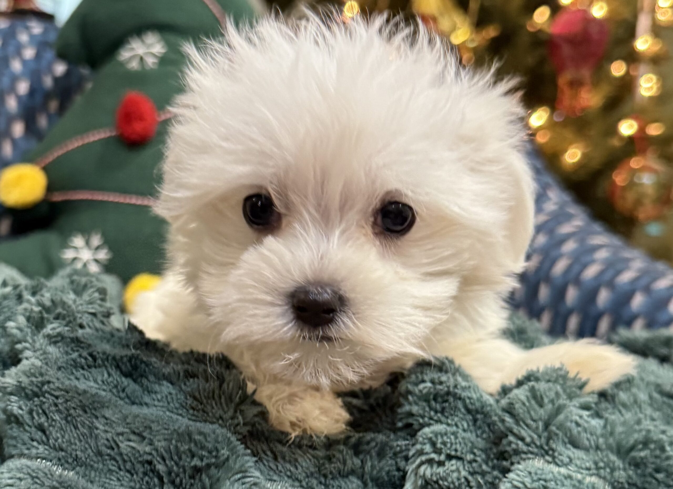 Spunky – Maltese