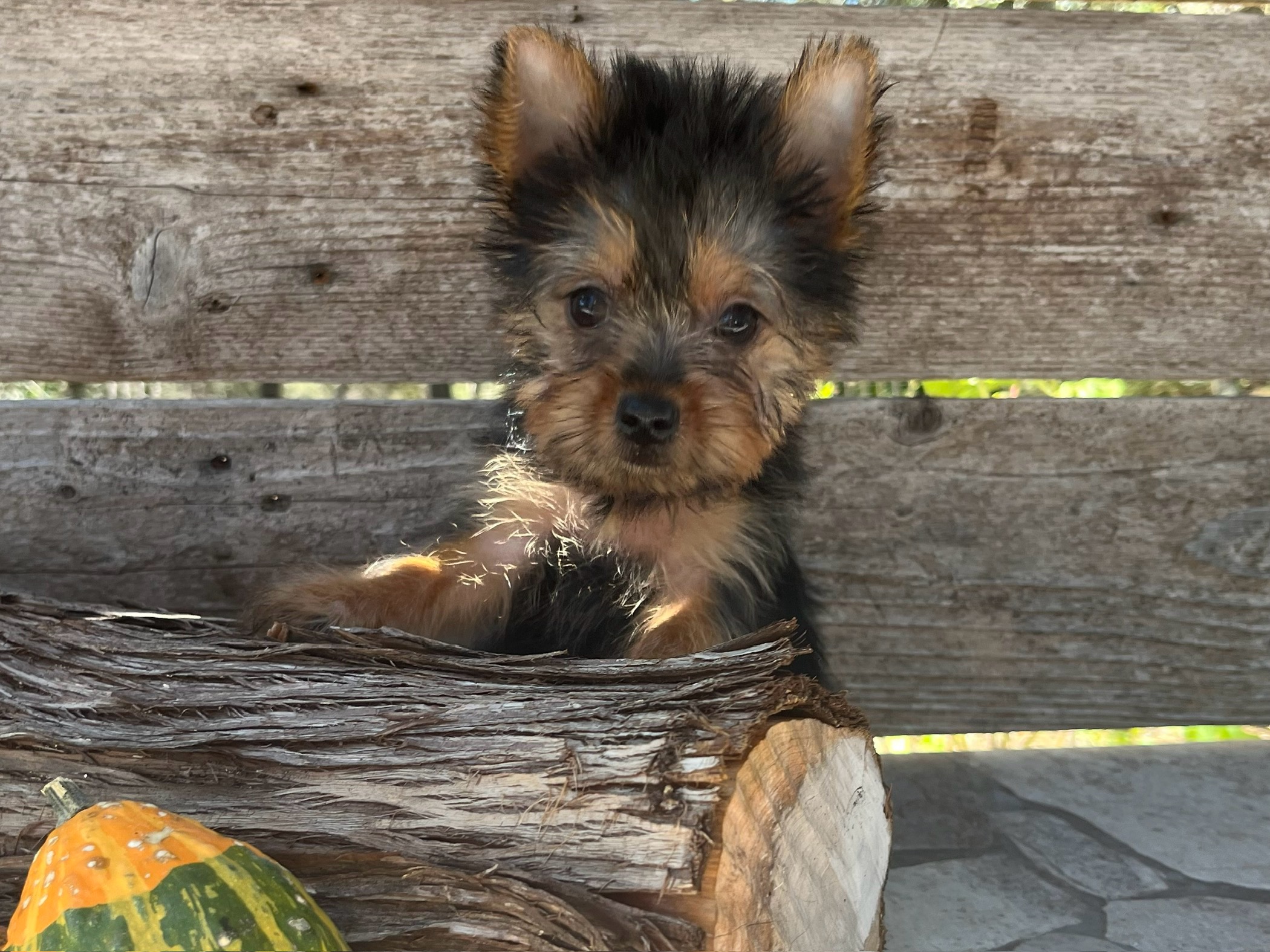 Cricket – Yorkie