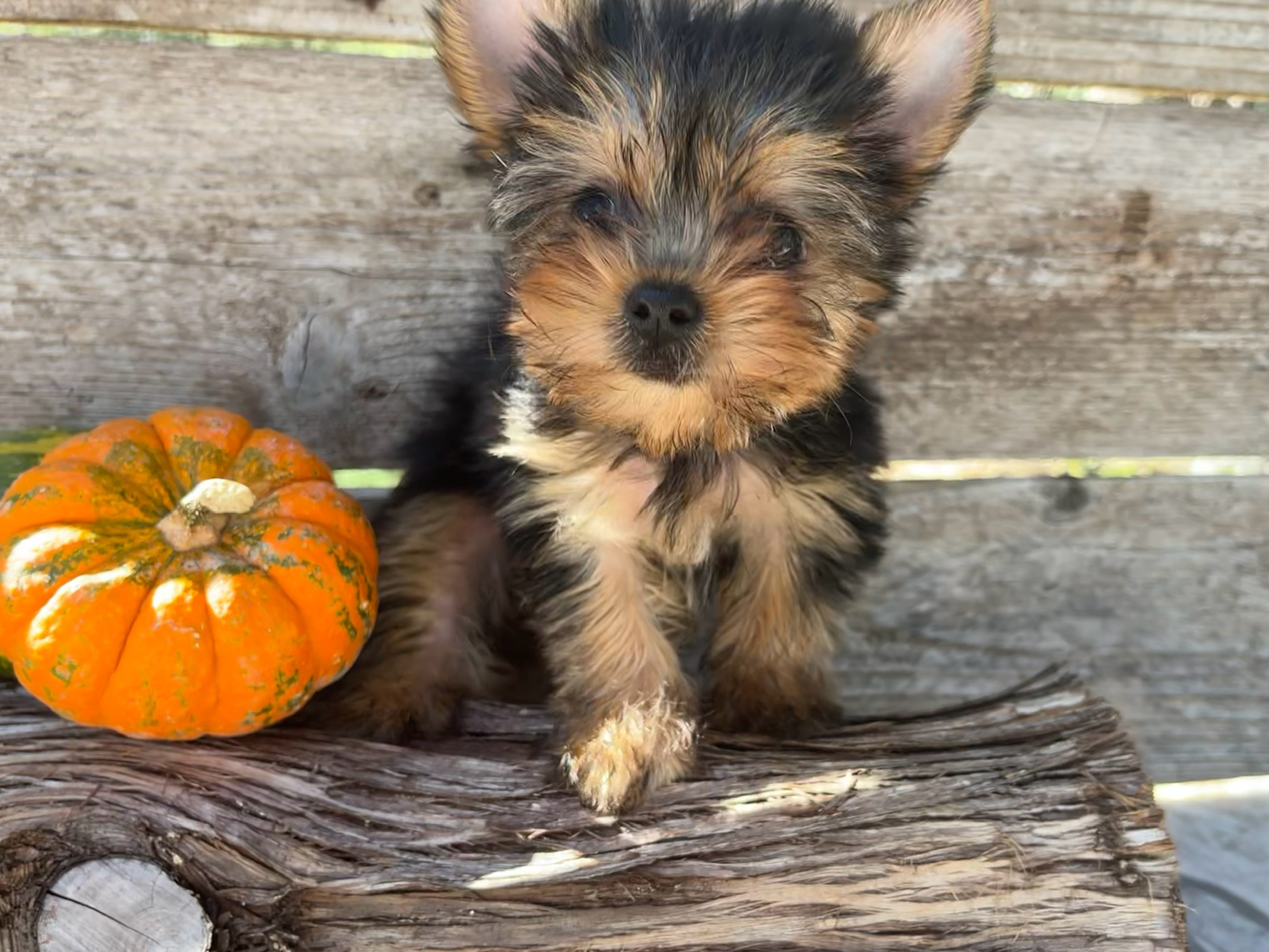 Mitzie – Yorkie