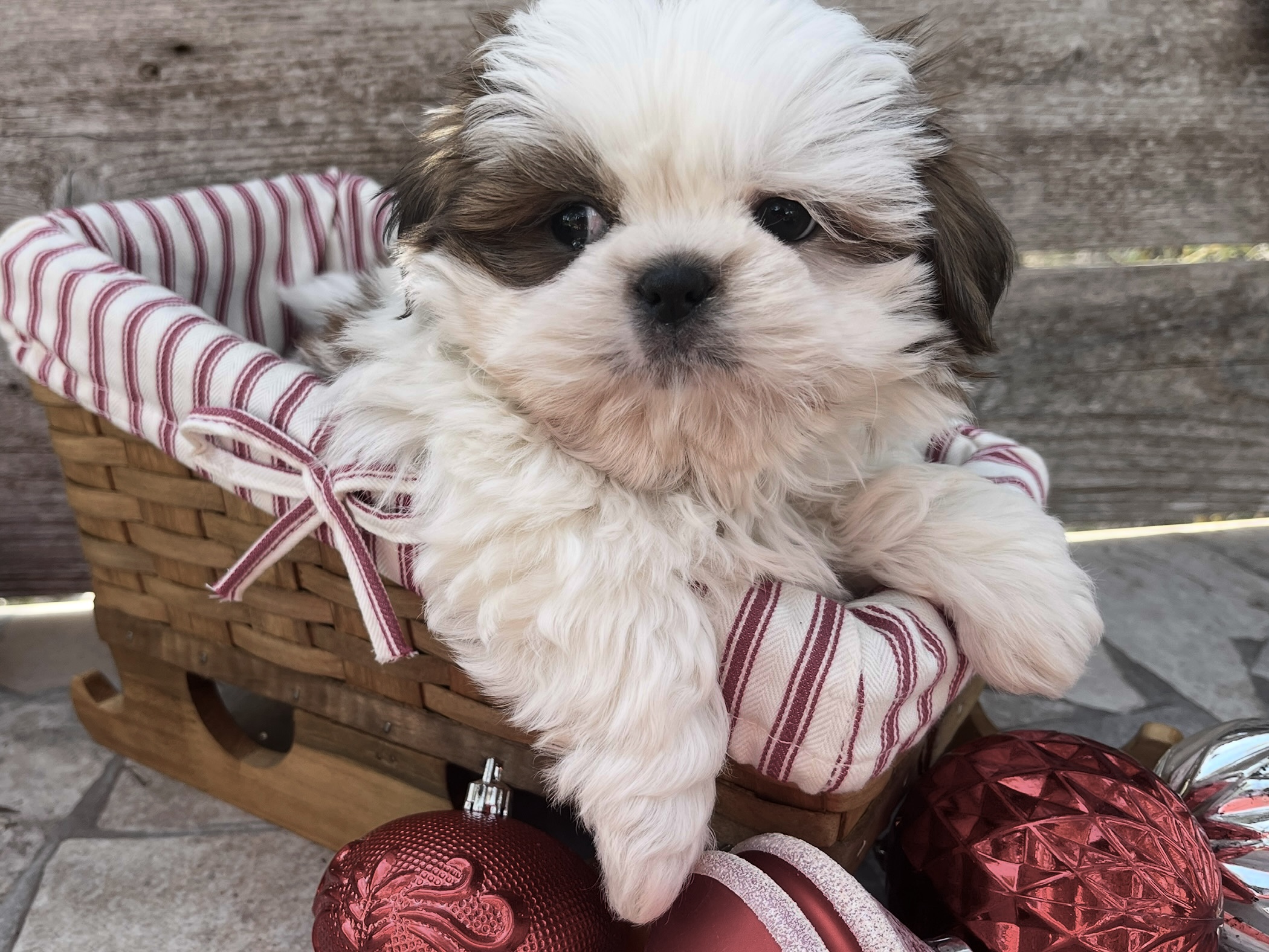 Kringle – Shih Tzu