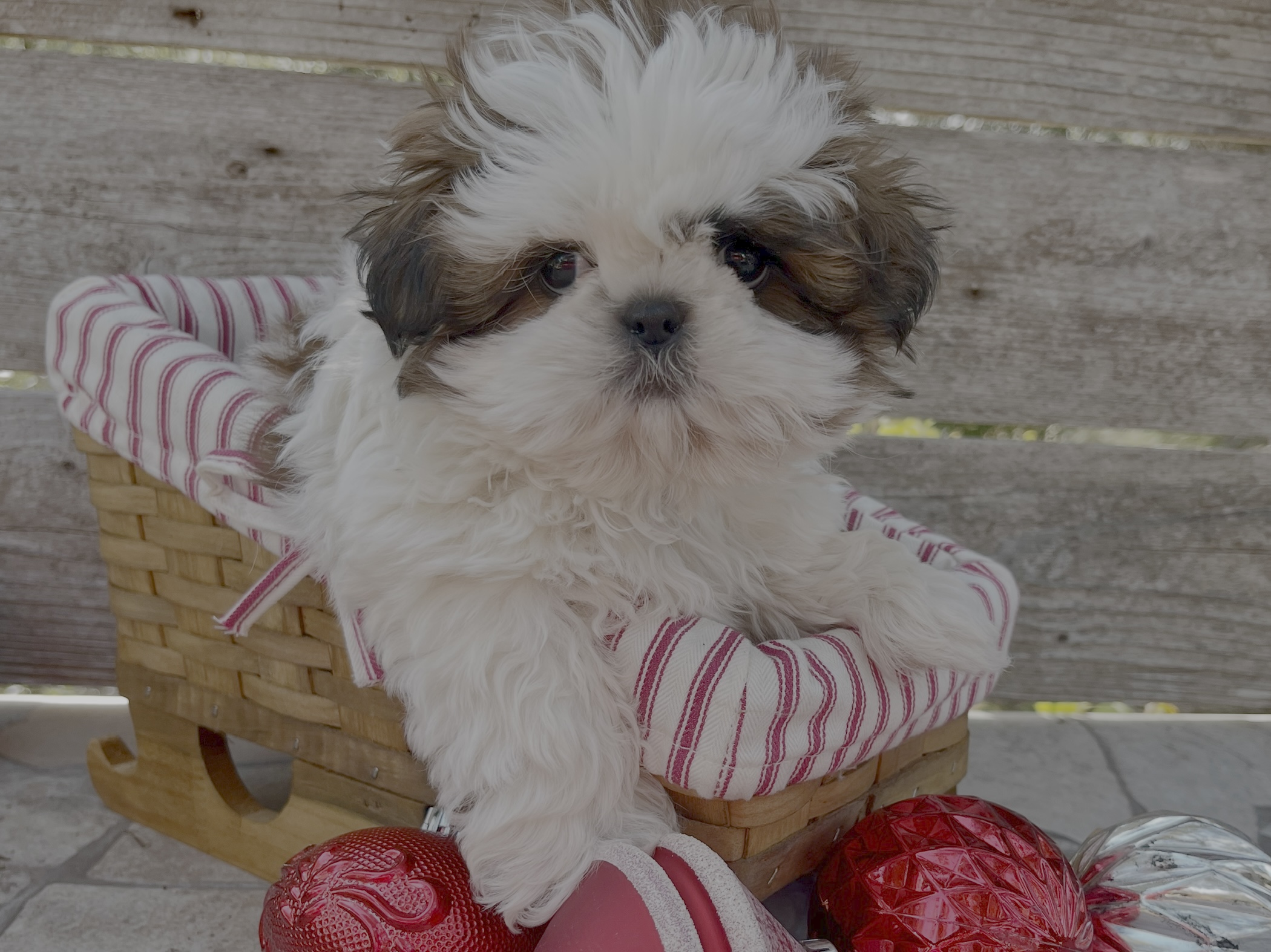 Klaus – Shih Tzu