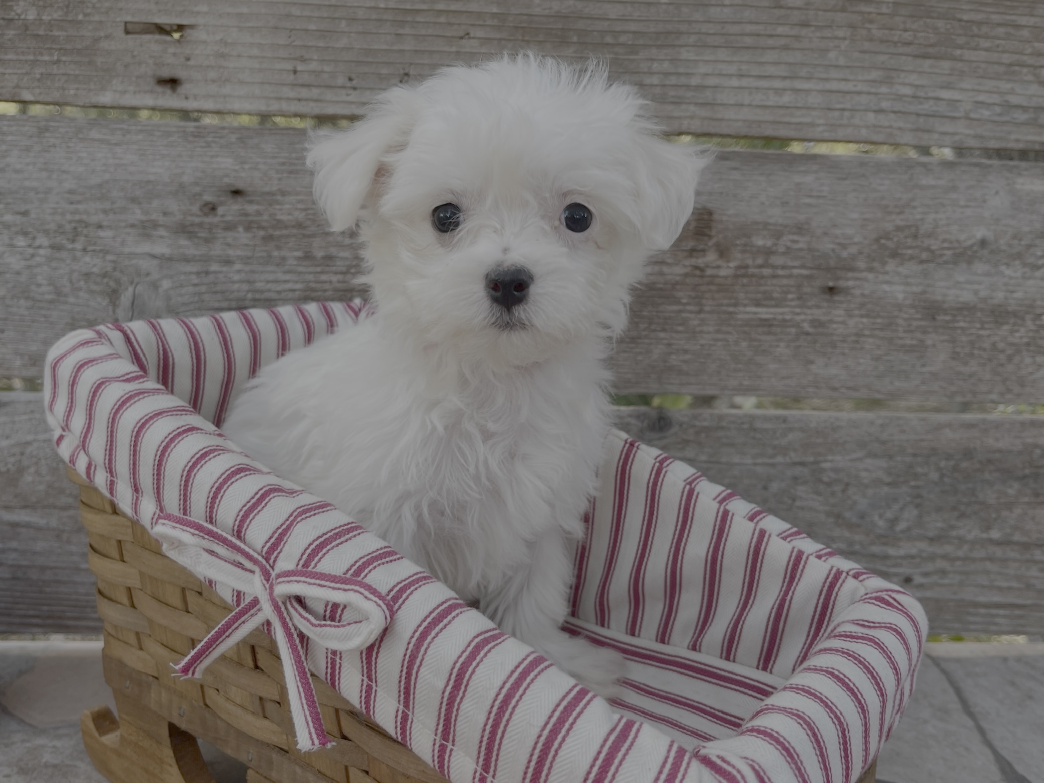 Holly – Maltese