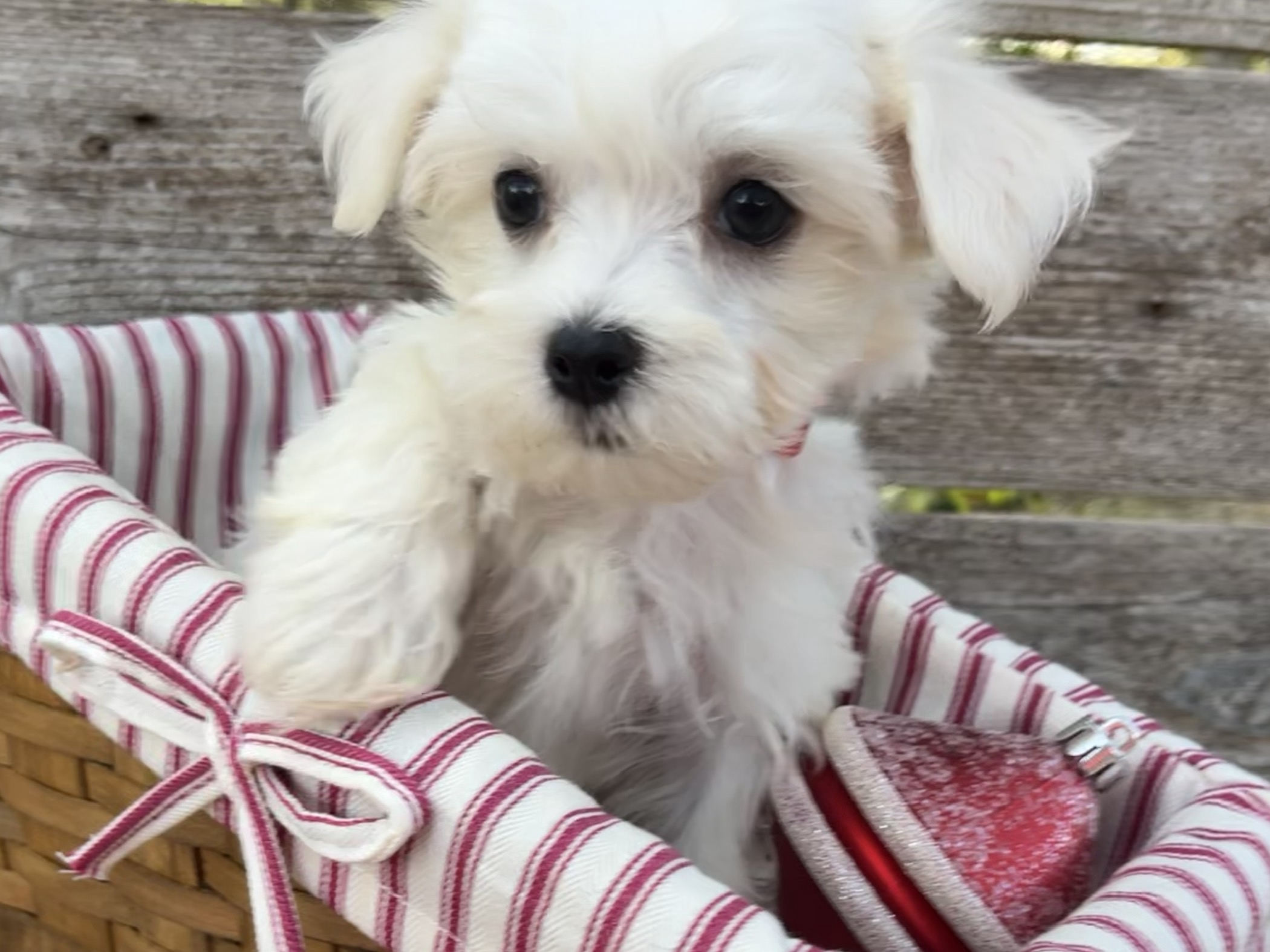 Dasher – Maltese