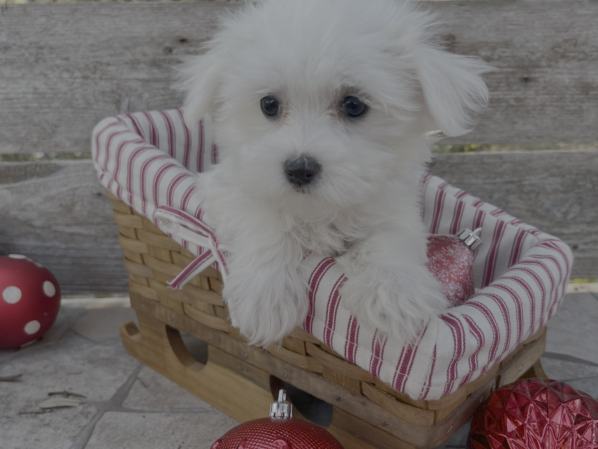 Noel – Maltese