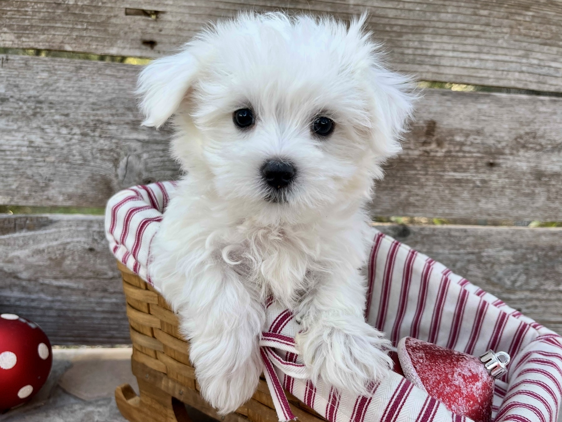 Bumble – Maltese