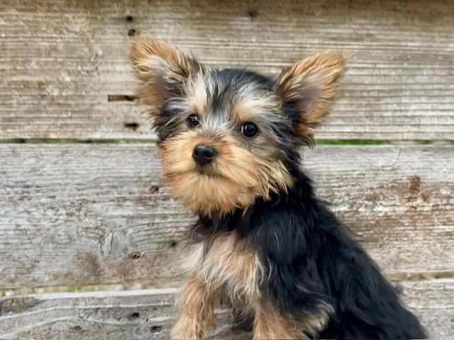 Male & Female Yorkies